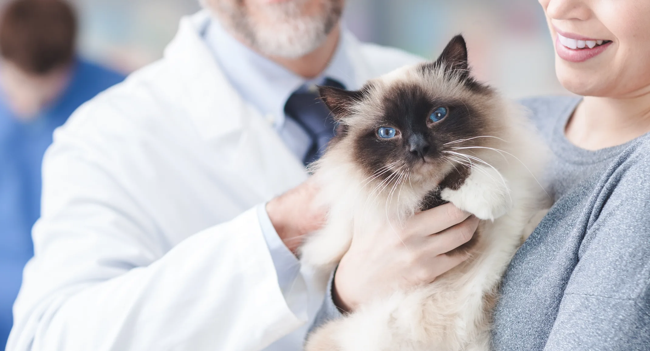 Woman and veterinarian holding a cat Woman and veterinarian holding a cat