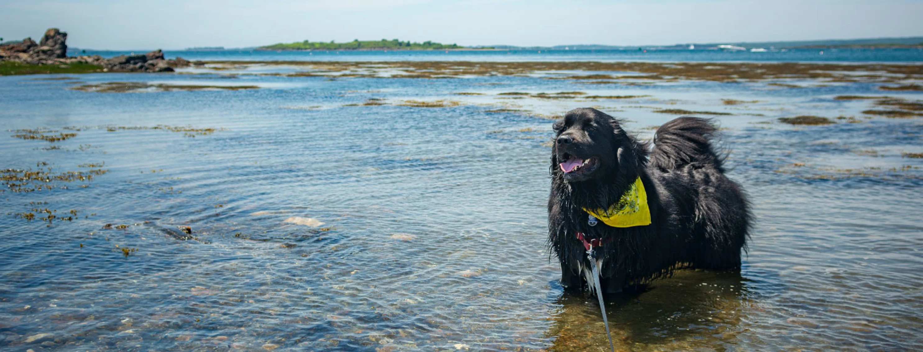 Black newfoundland dog standing in shallow water in New England Region of the United States