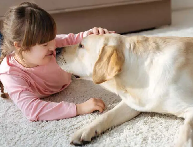 Girl Lying Down Playing with Golden Retriever (Dog)