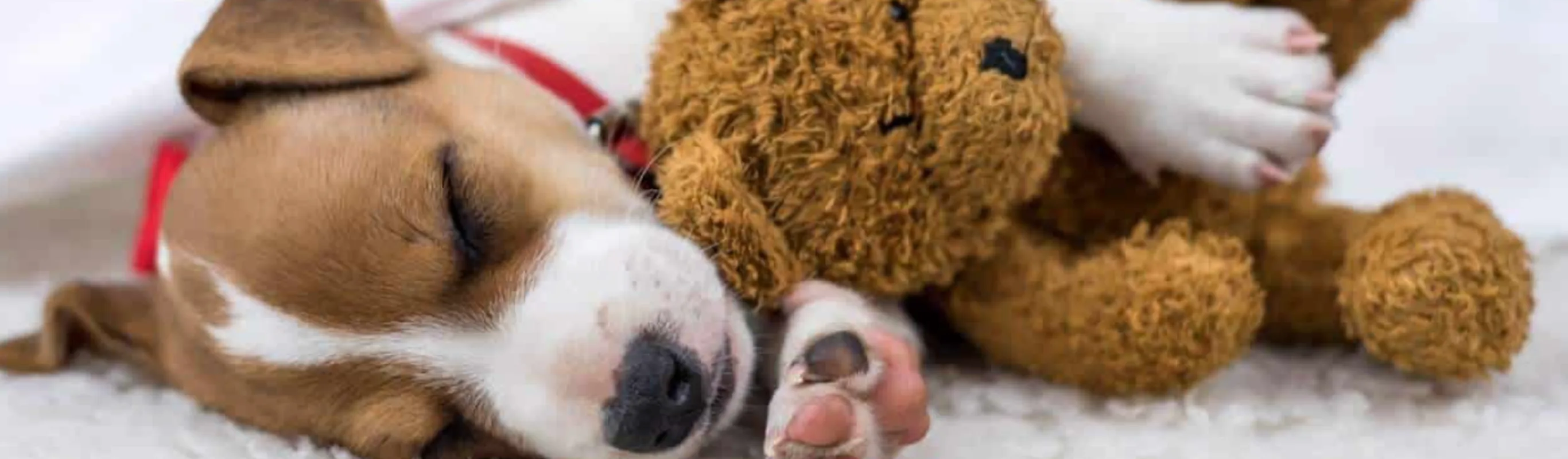 puppy cuddling toy puppy cuddling toy