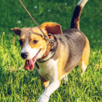 Happy dog strolling through the grass. Happy dog strolling through the grass.