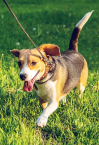 Happy dog strolling through the grass. Happy dog strolling through the grass.