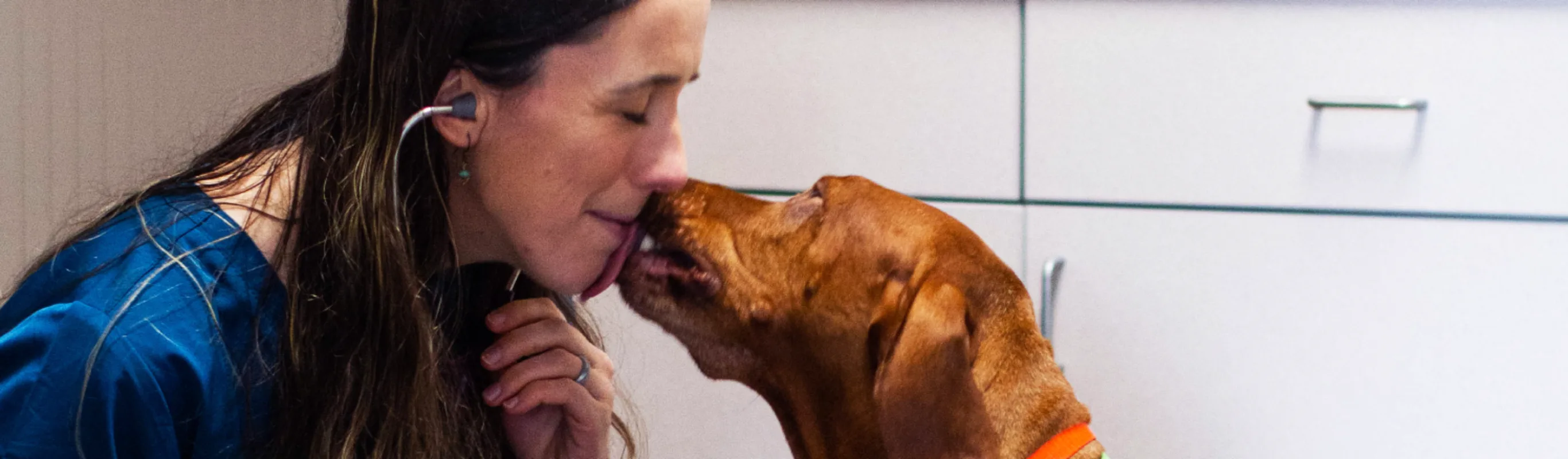 Golden Labrador retriever is licking a nurses face while she's checking up on him with her stethoscope. Golden Labrador retriever is licking a nurses face while she's checking up on him with her stethoscope.