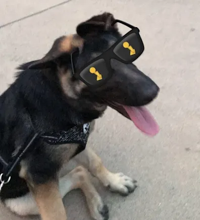 Max sitting outside wearing sunglasses Max sitting outside wearing sunglasses