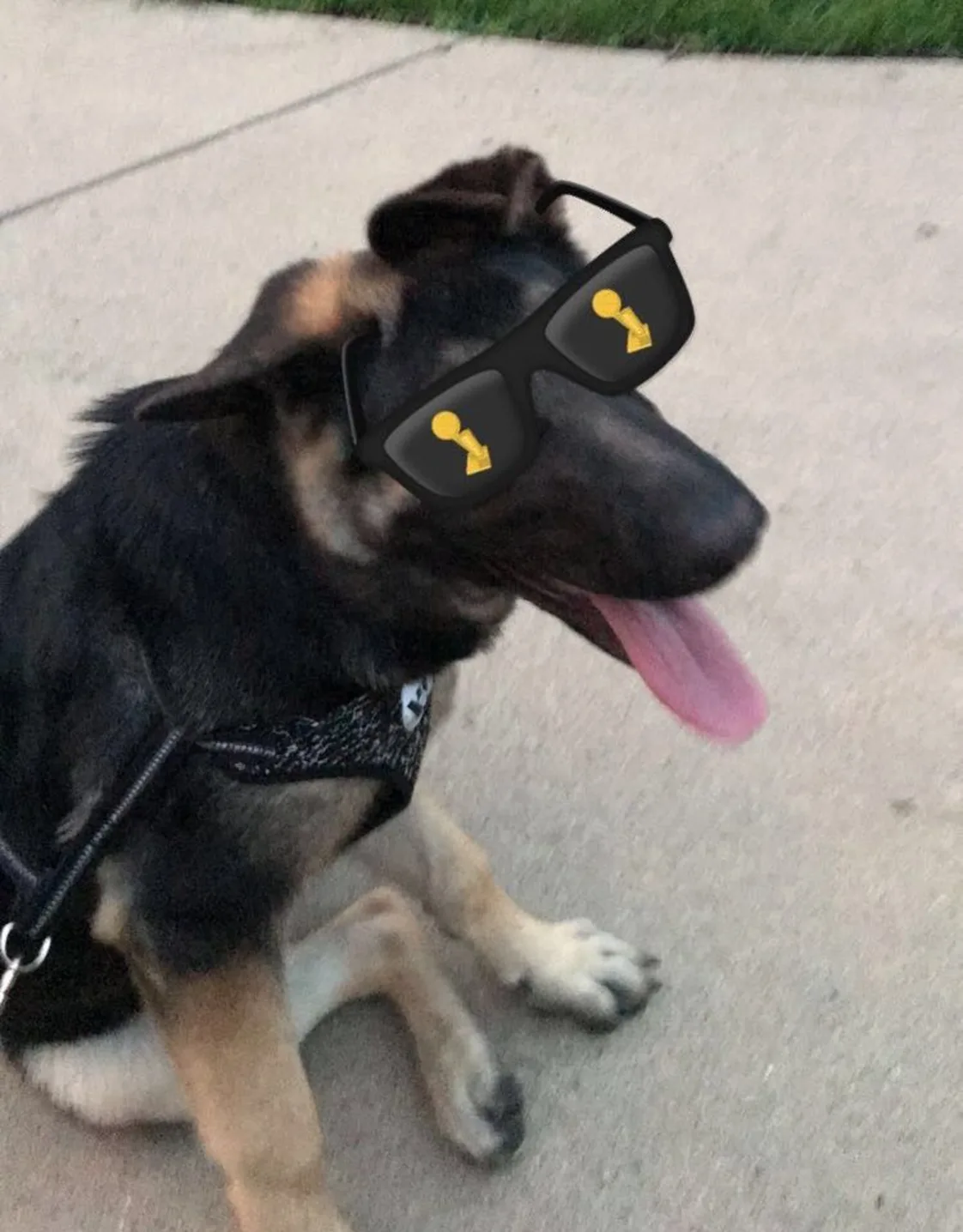 Max sitting outside wearing sunglasses Max sitting outside wearing sunglasses