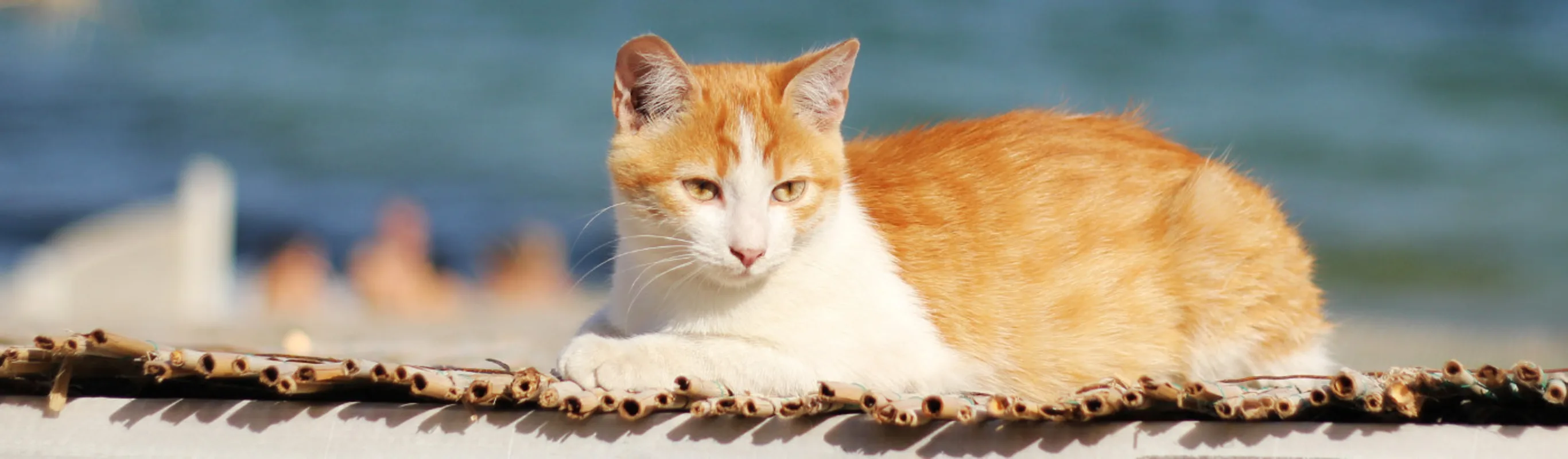 Orange Cat Lying by the Beach