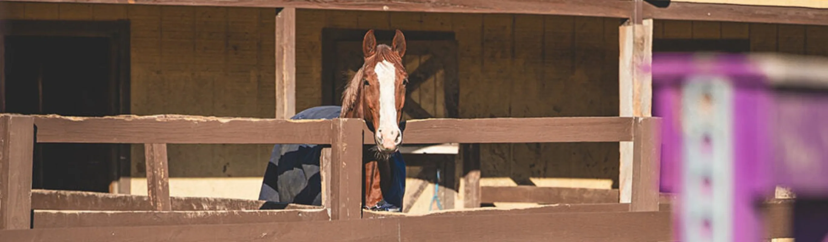 horses in the barn horses in the barn