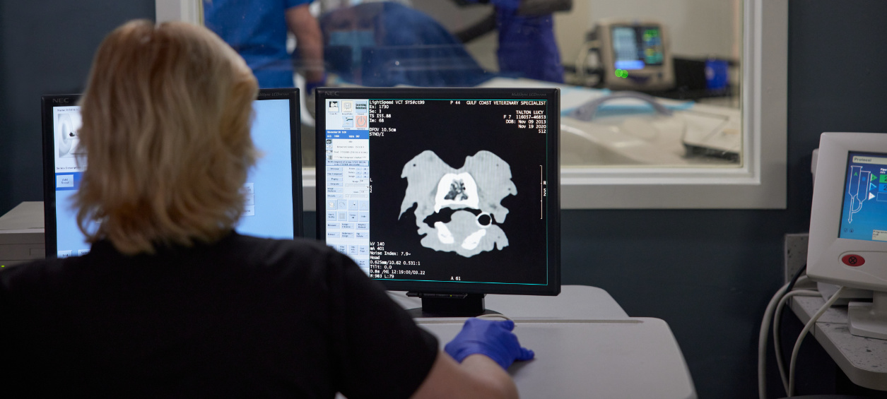 Vet Examining Scanning Image