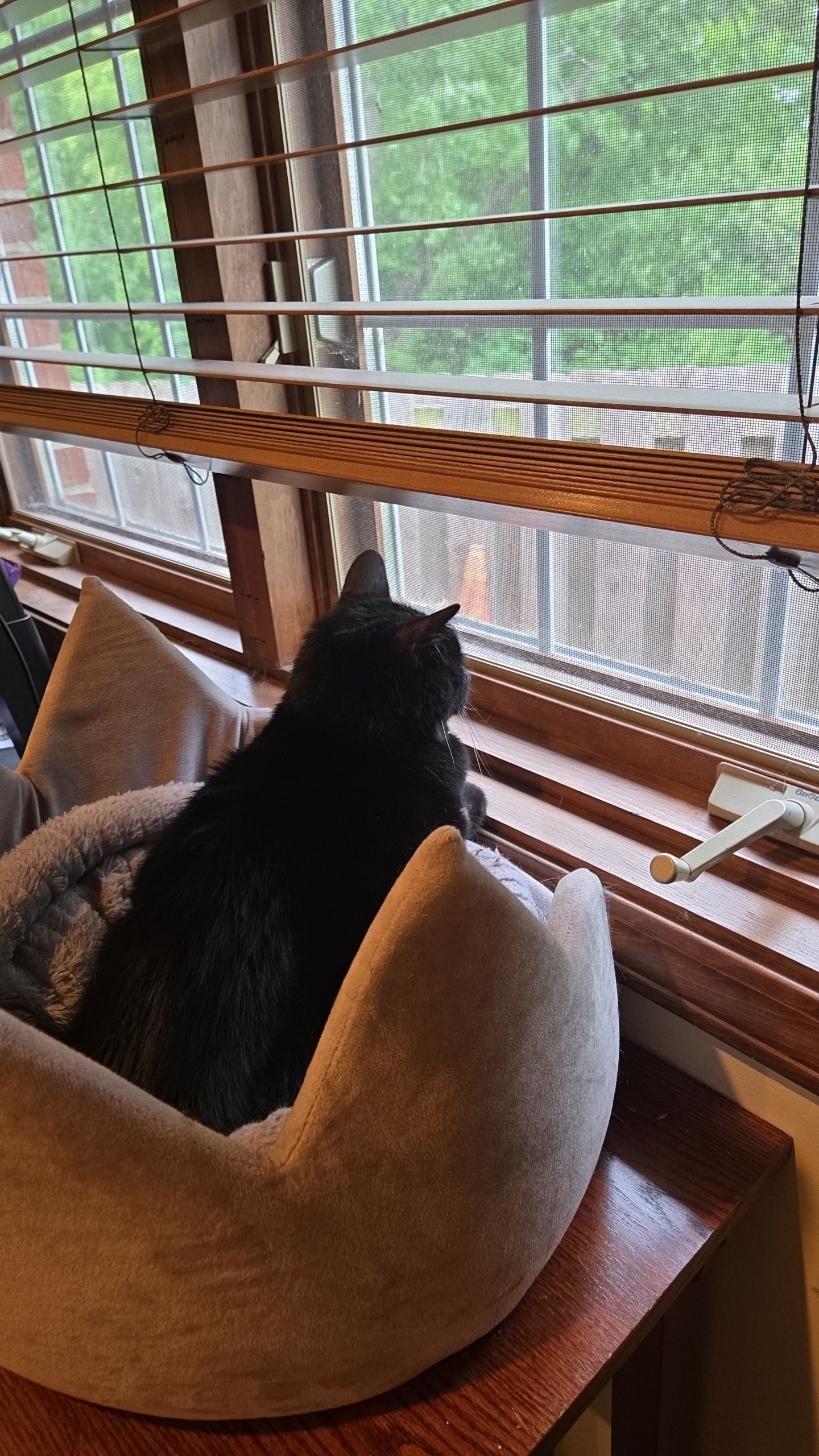 Cat staring out of window