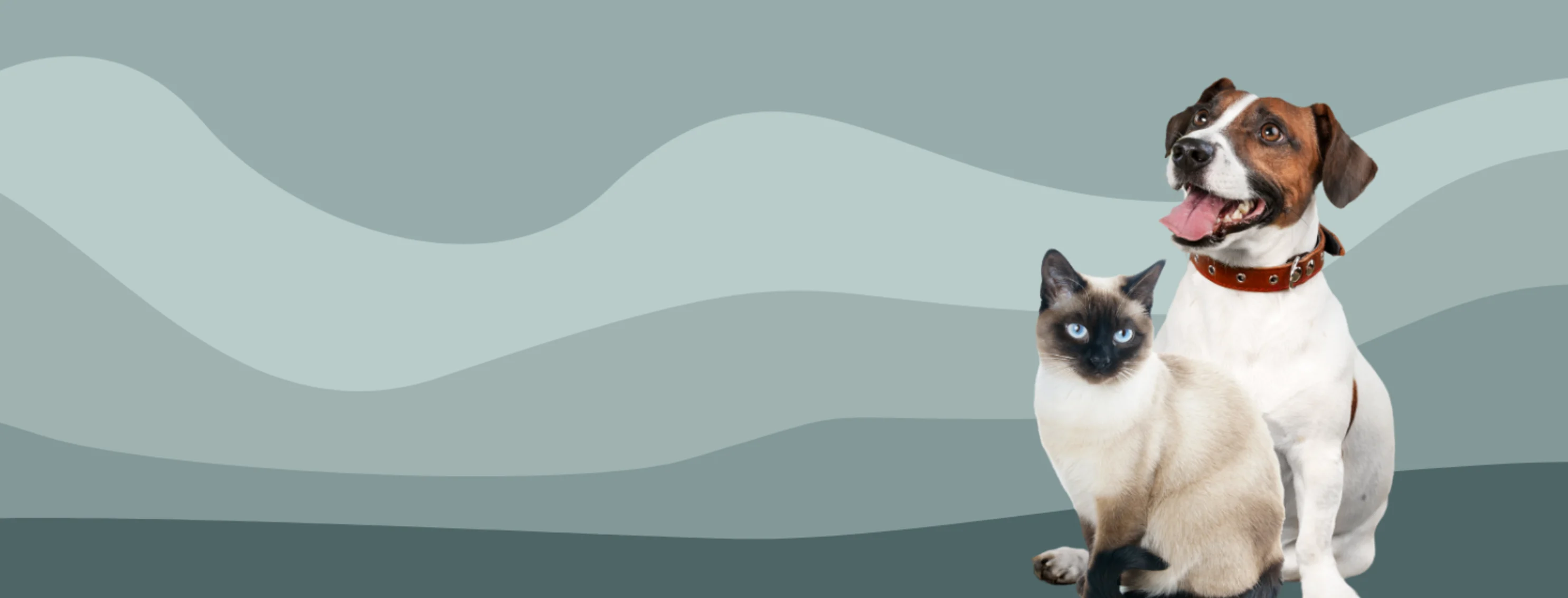 Dog & Cat on a Gradient Grayish-Teal Wavy Background Dog & Cat on a Gradient Grayish-Teal Wavy Background