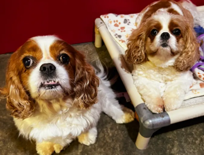 Two dogs in a boarding suite at Lafayette Veterinary Care Center Two dogs in a boarding suite at Lafayette Veterinary Care Center