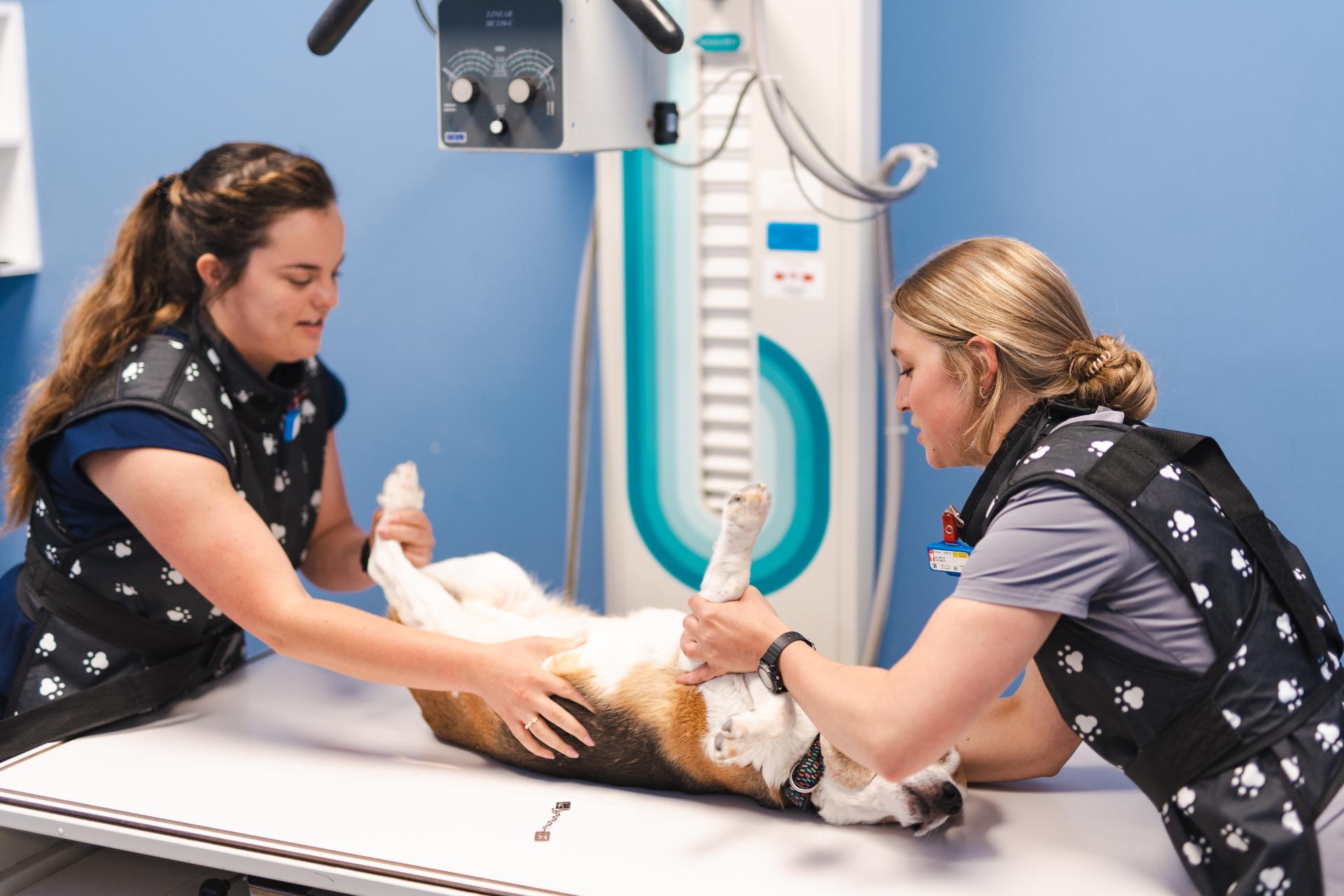 Staff members assisting a dog on a table