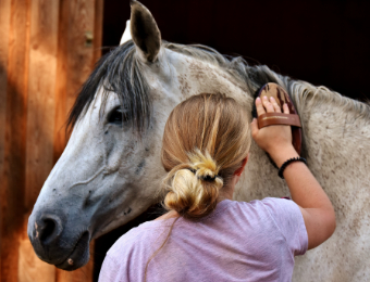 Woman Brushing a Gray Horse