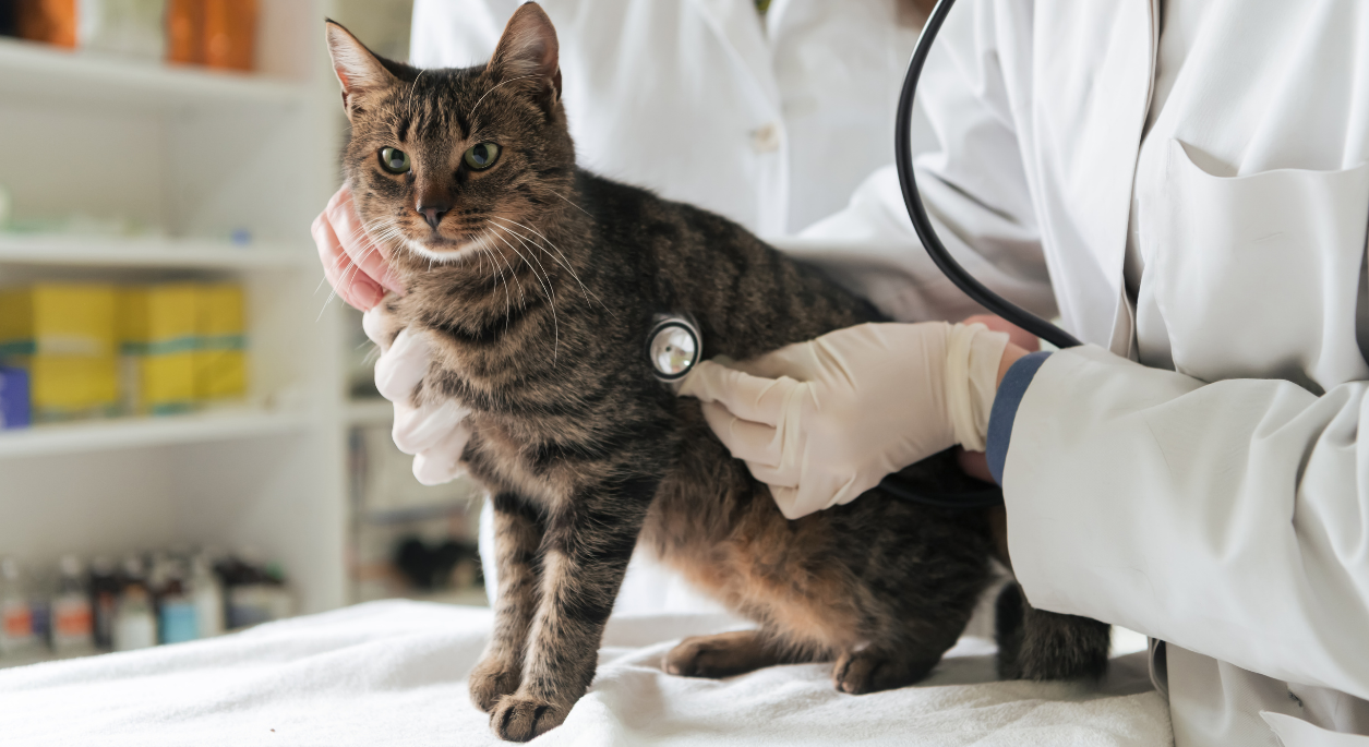 Veterinarian examining a cat