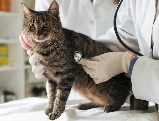 Veterinarian examining a cat Veterinarian examining a cat