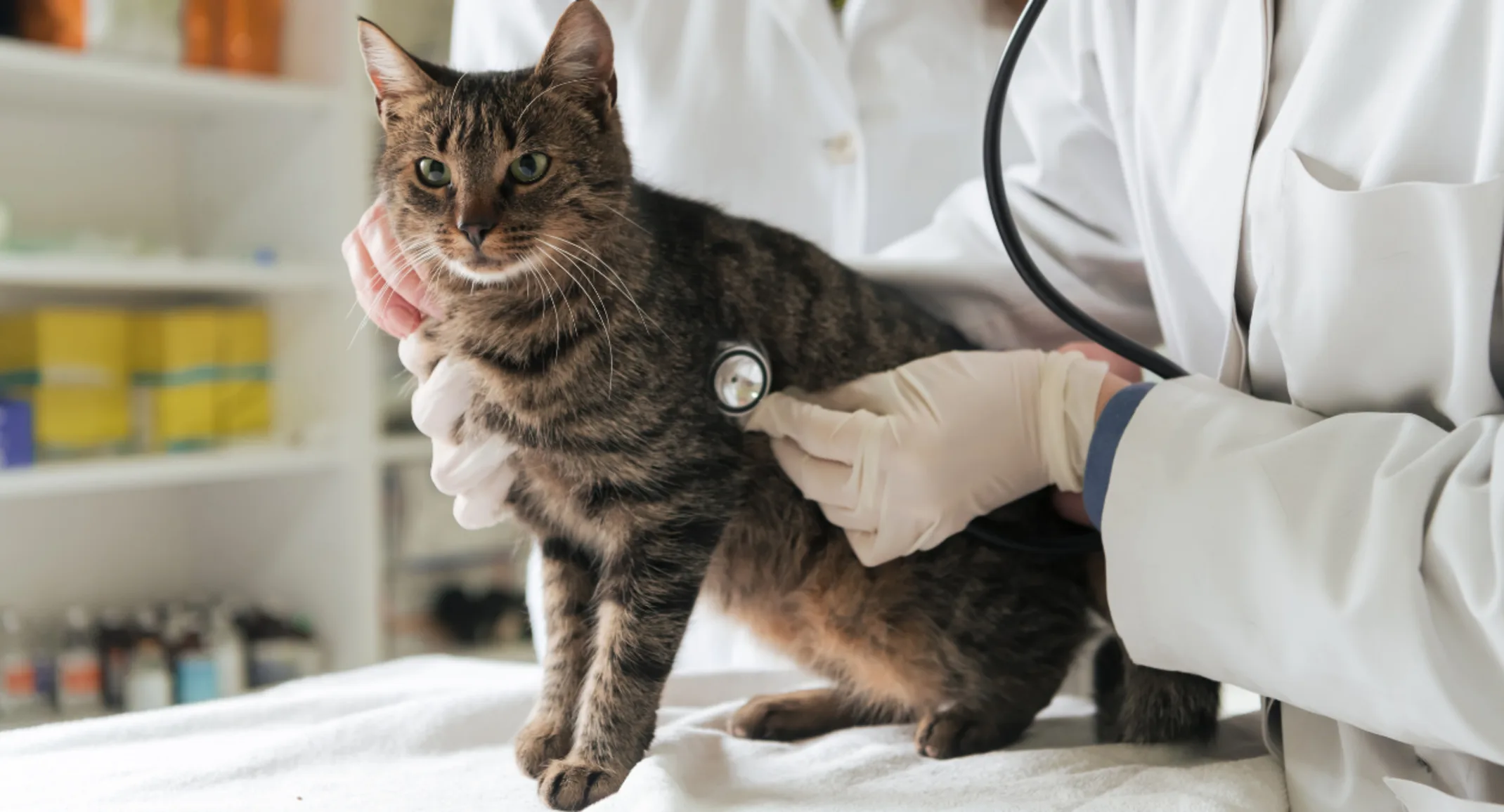 Veterinarian examining a cat Veterinarian examining a cat