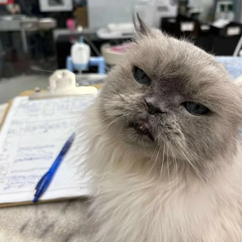 Tom Riddle Tom Riddle