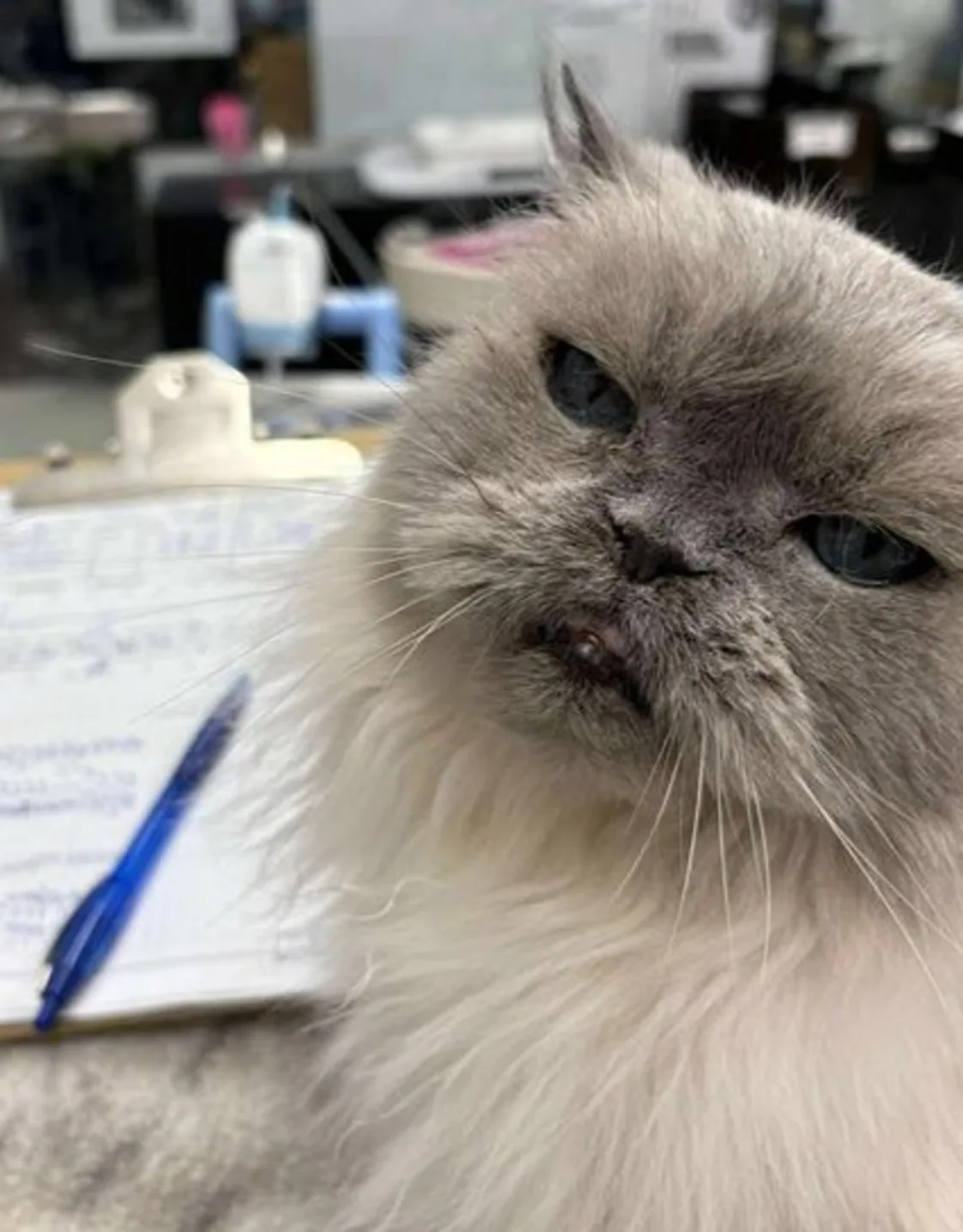 Tom Riddle Tom Riddle