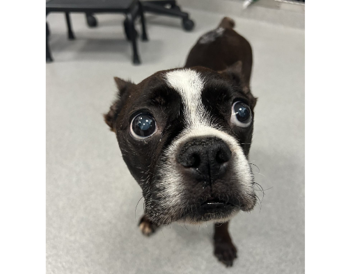 Chase, a black and white french bulldog.