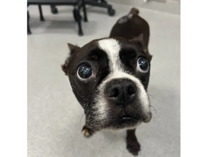 Chase, a black and white french bulldog. Chase, a black and white french bulldog.