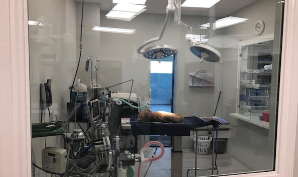 Longwood Animal and Pet Resort operating room