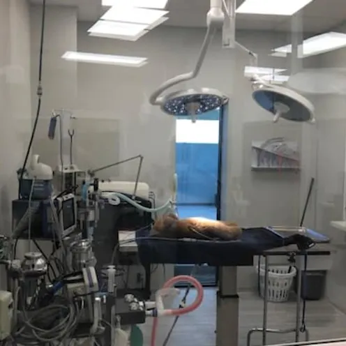 Longwood Animal and Pet Resort operating room Longwood Animal and Pet Resort operating room