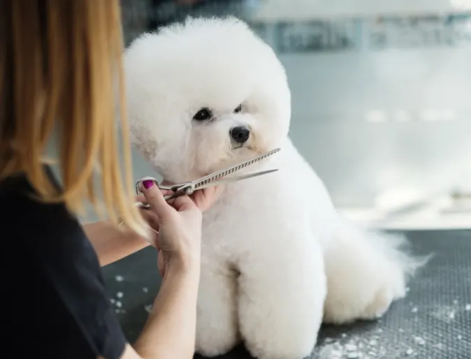 Bichon being groomed