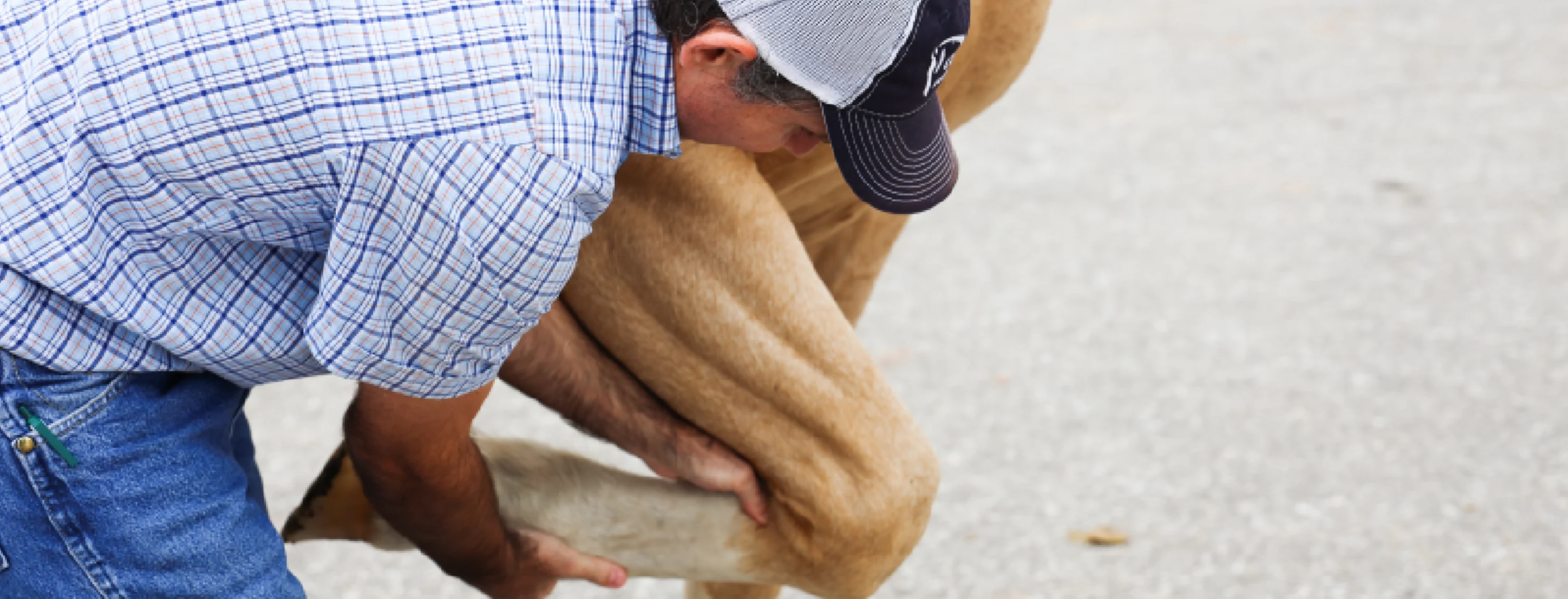 A veterinarian caring for a horse's leg 