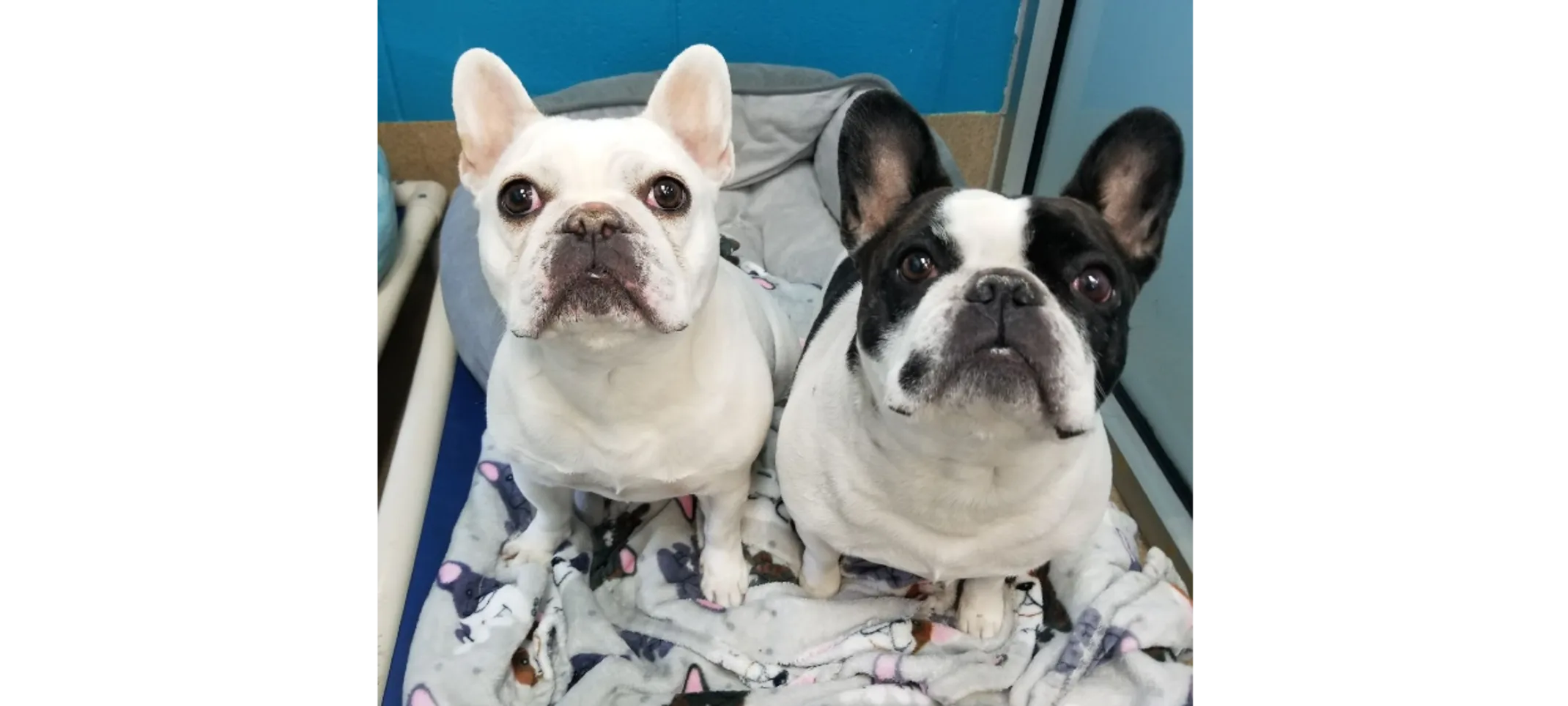 Two Dogs Sitting in Single Lodge Two Dogs Sitting in Single Lodge