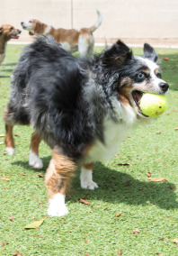 Dog ball in mouth