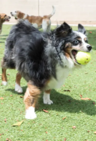 Dog ball in mouth Dog ball in mouth