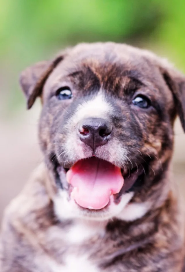 Dog with Tongue Out Dog with Tongue Out