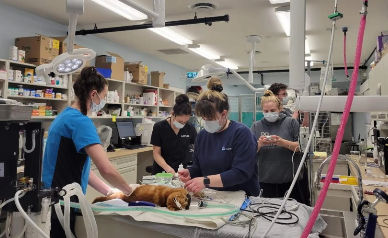 Staff Members Treating Stryker, an Orange Cat, at Coast Mountain Veterinary Services