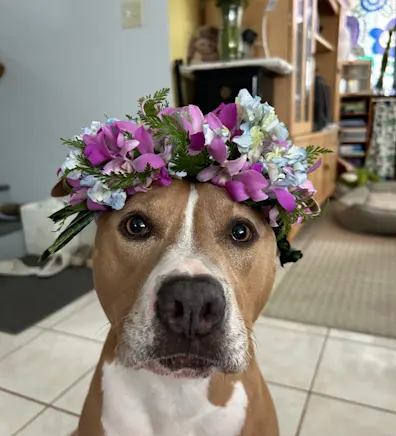 Honey (Dog) Honey (Dog)