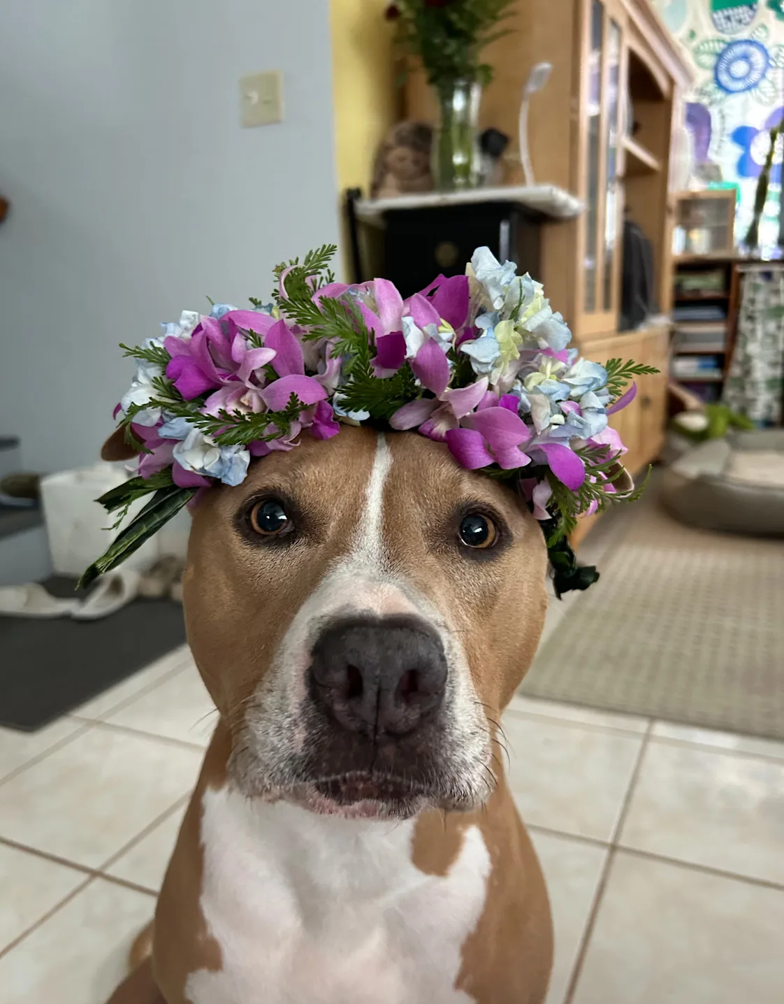 Honey (Dog) Honey (Dog)