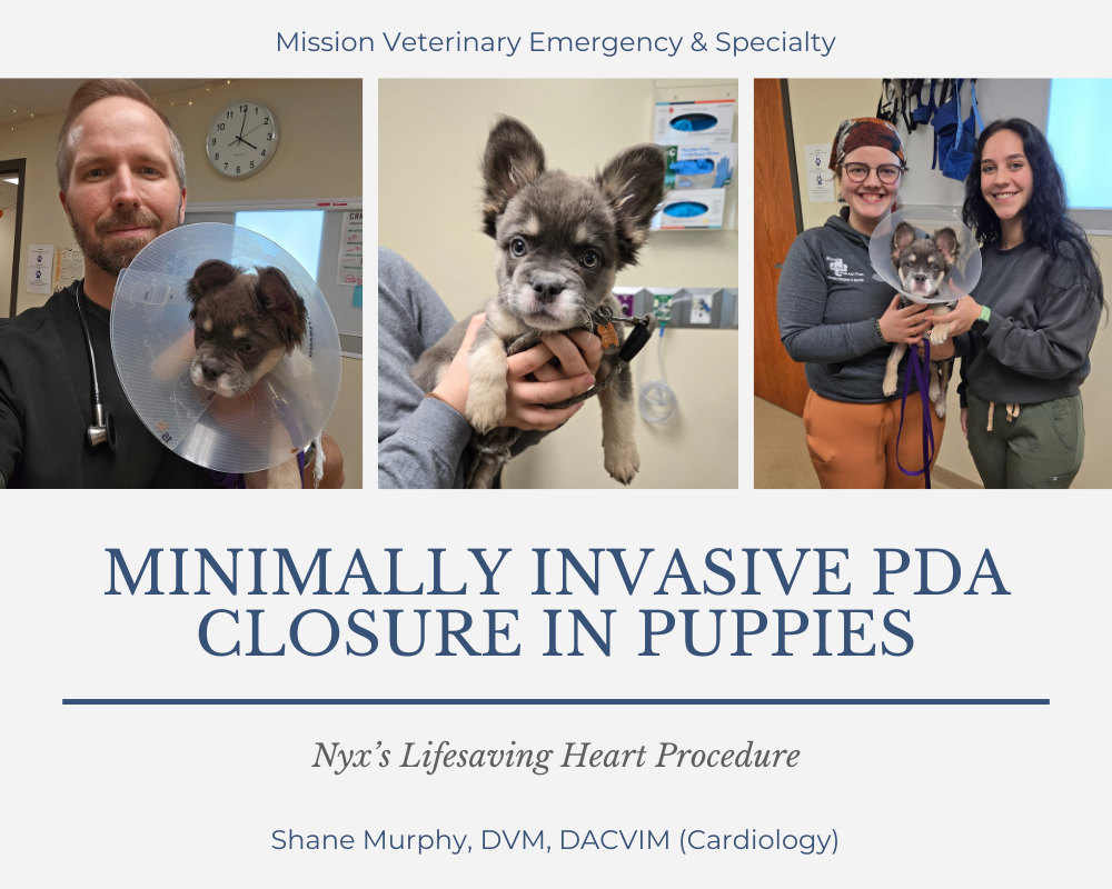 Nyx's lifesaving heart procedure