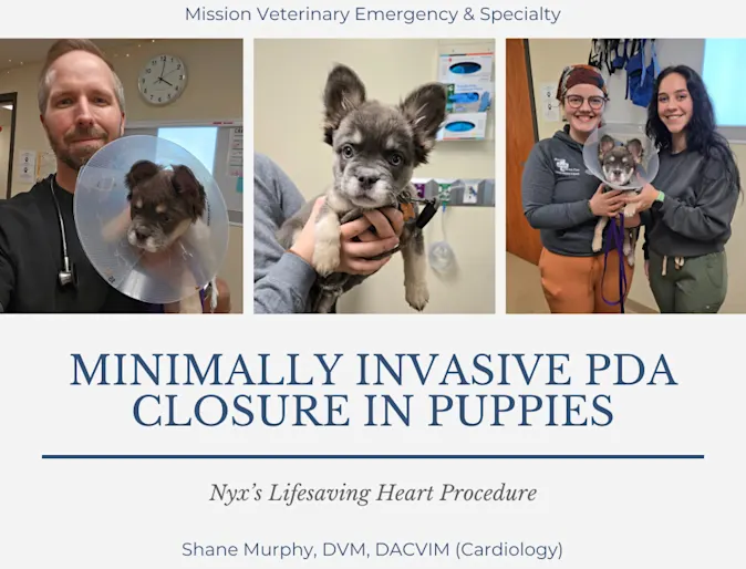 Nyx's lifesaving heart procedure Nyx's lifesaving heart procedure