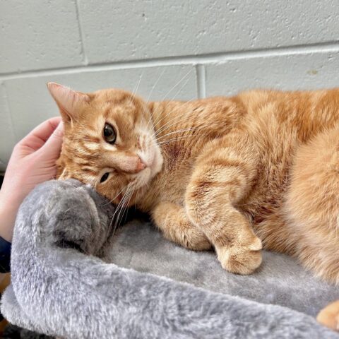 An orange cat on a gray bed