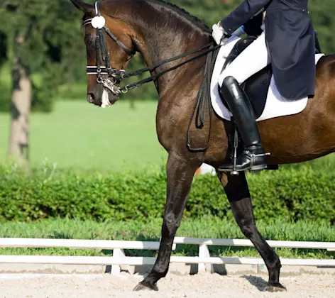 A dark horse with a horseback rider A dark horse with a horseback rider