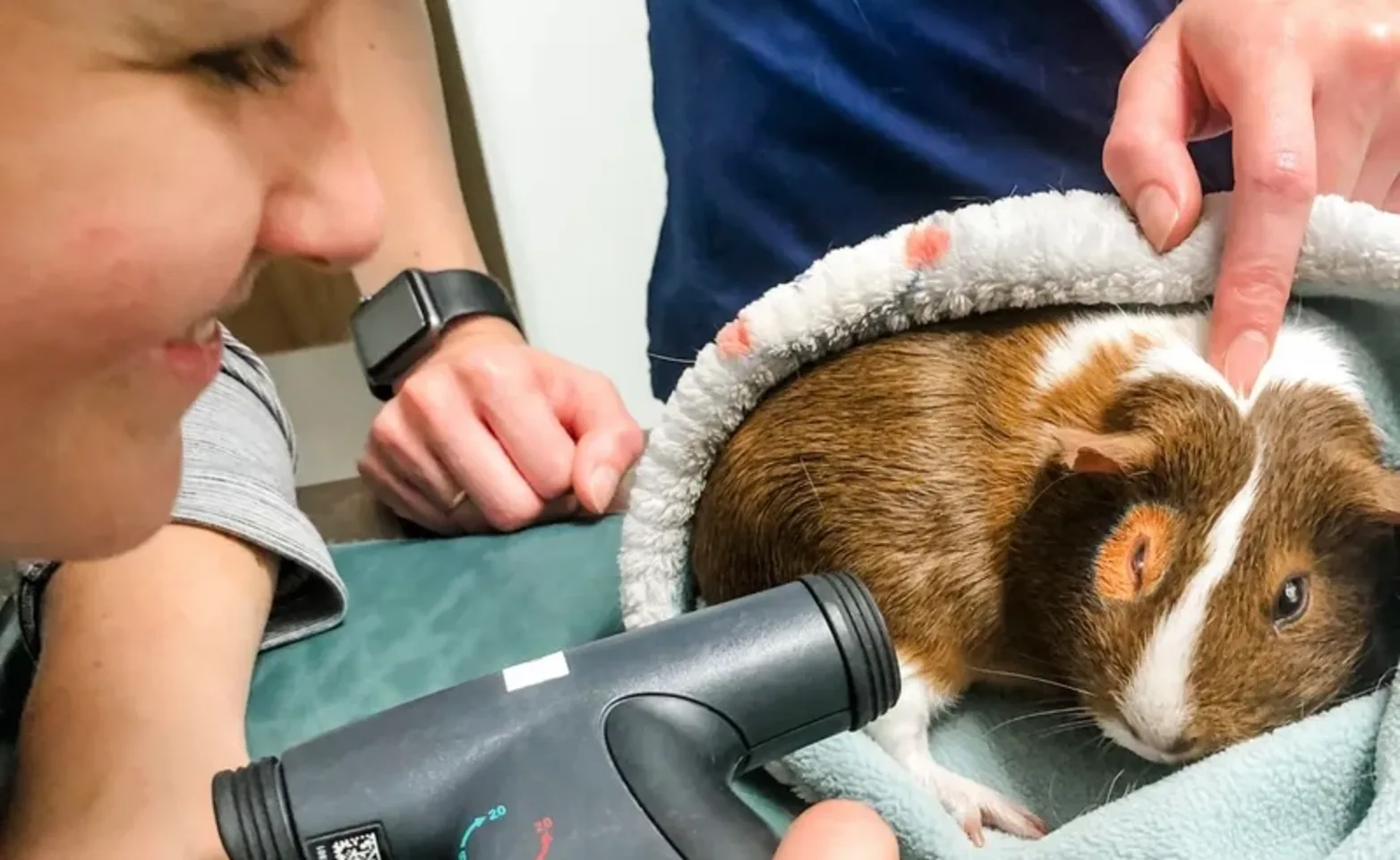 Staff examining a guinea pig Staff examining a guinea pig