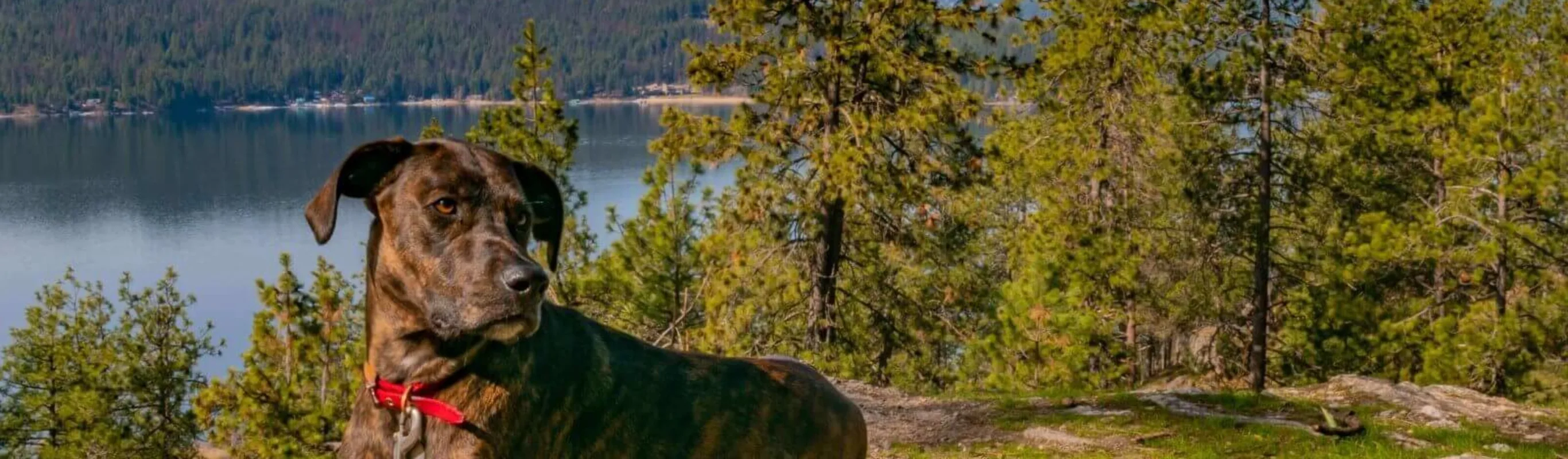 Brown dog in front of lake and forest landscape Brown dog in front of lake and forest landscape