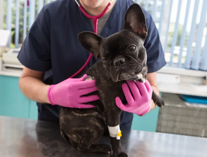 Veterinarian Examining Small Black Dog Veterinarian Examining Small Black Dog
