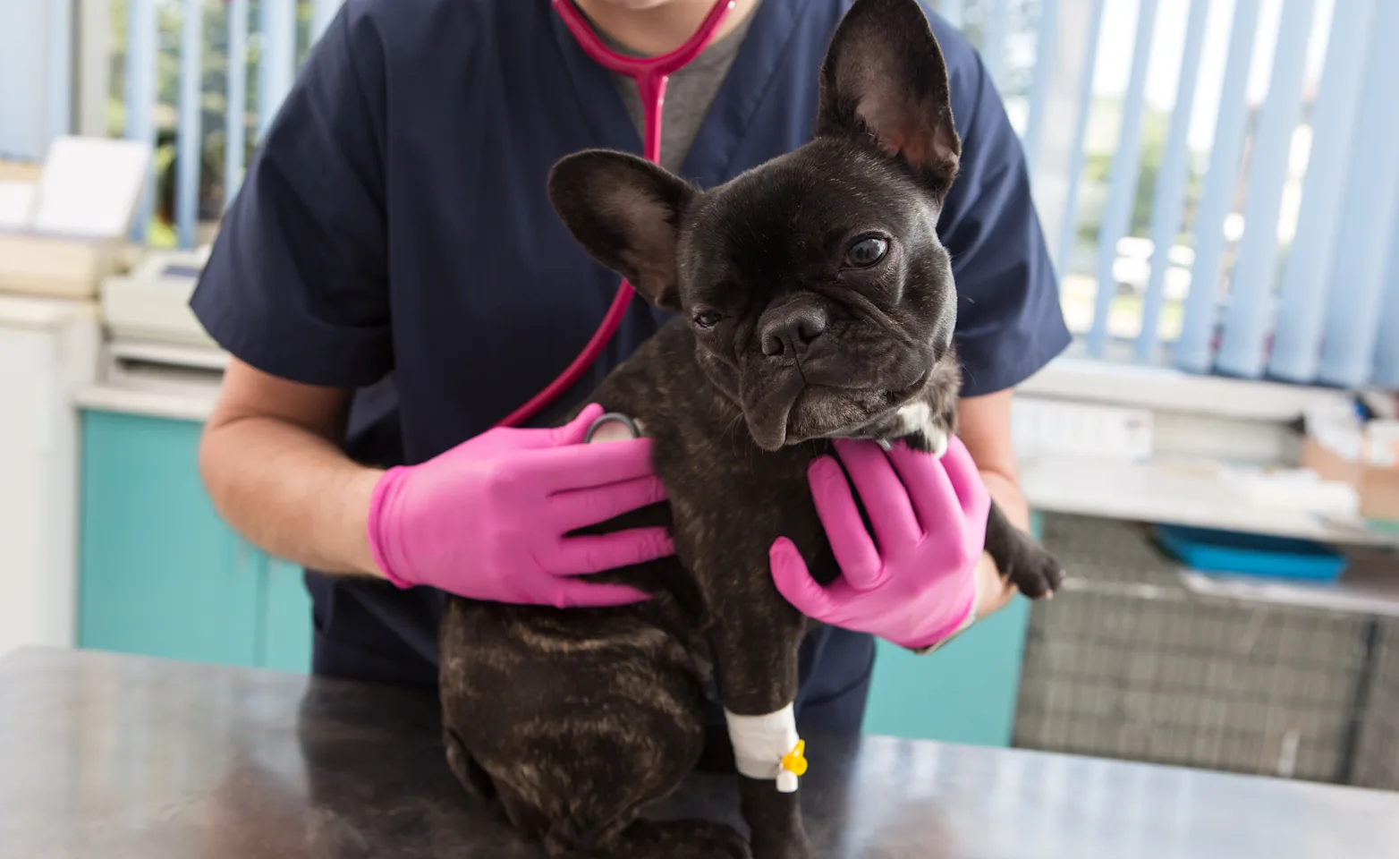 Veterinarian Examining Small Black Dog Veterinarian Examining Small Black Dog
