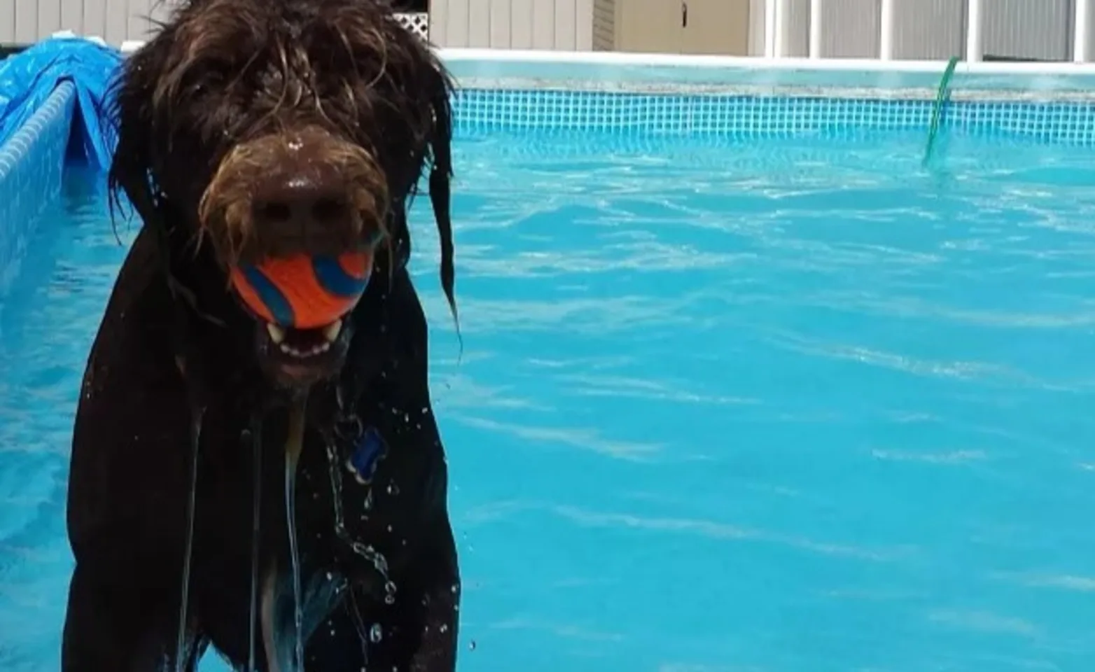 A Wet Dog Stands in a Pool With a Ball in Its Mouth A Wet Dog Stands in a Pool With a Ball in Its Mouth