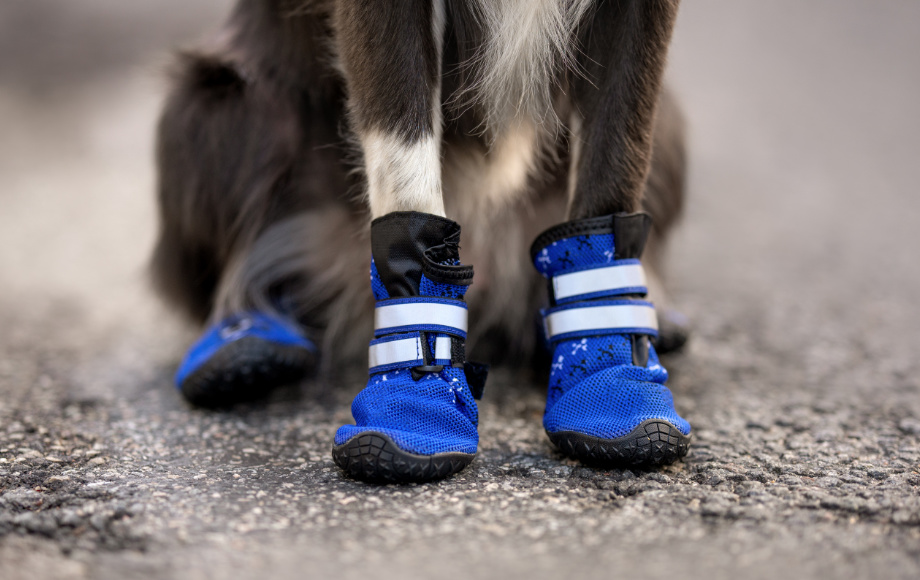 Blue cheap dog boots