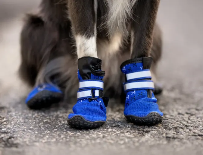 Black and white dog wearing little blue dog booties