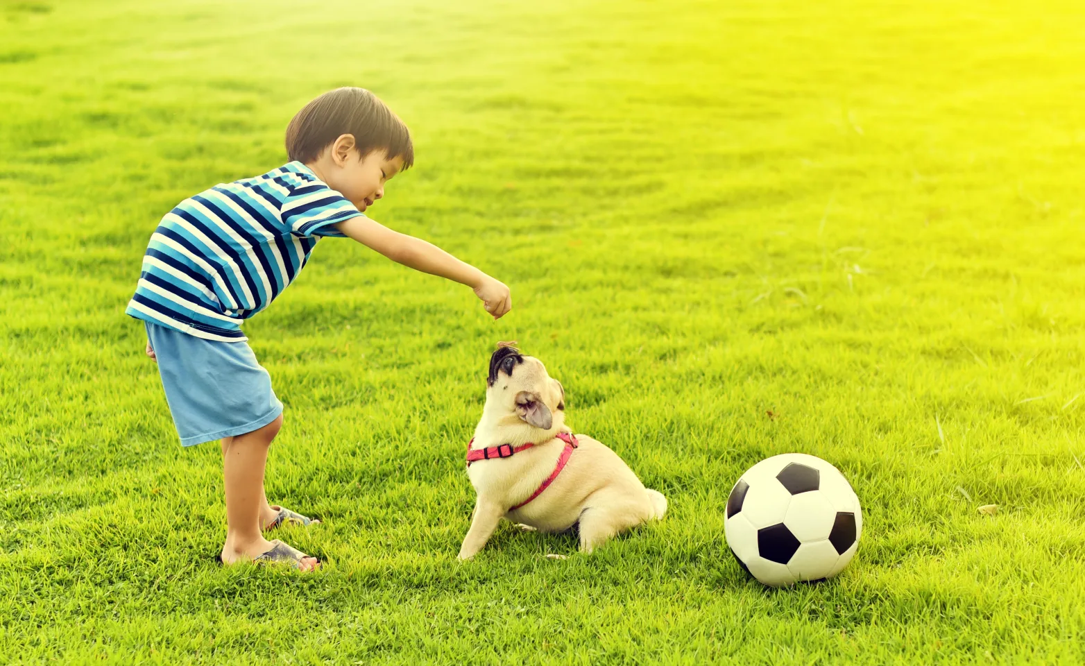 Boy on lawn playing with a dog and soccer ball