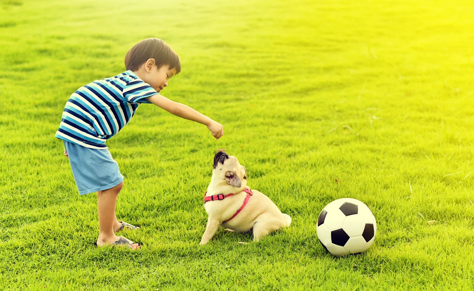 Boy on lawn playing with a dog and soccer ball Boy on lawn playing with a dog and soccer ball