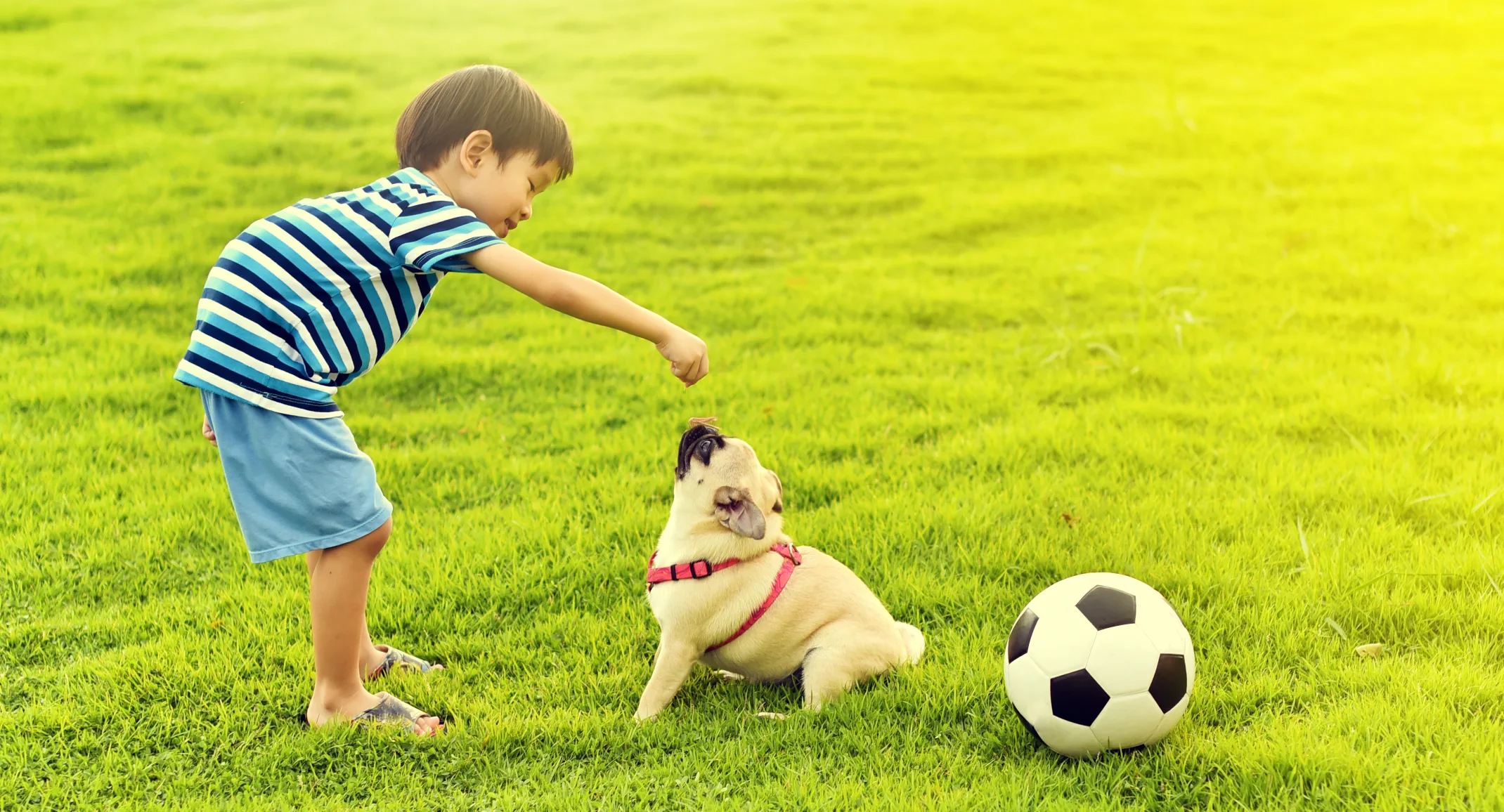 Boy on lawn playing with a dog and soccer ball