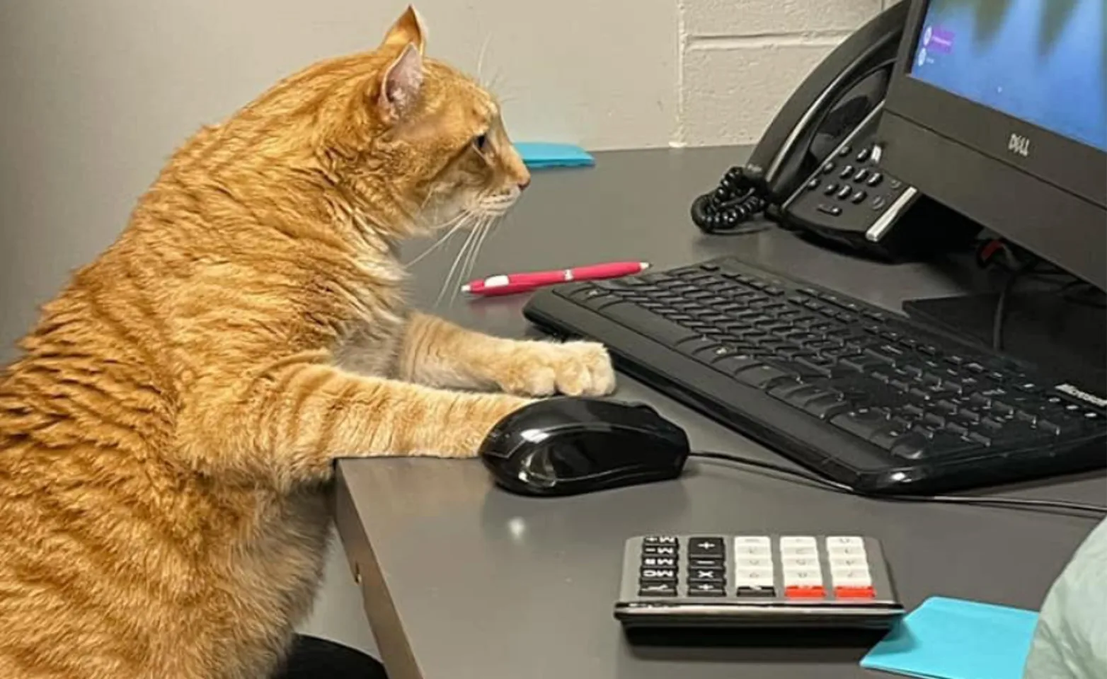 Orange cat sitting in front of a computer with a calculator next to it